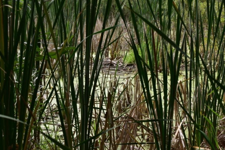 Northern MI Hunting Property for Sale Atlanta MI - image 19