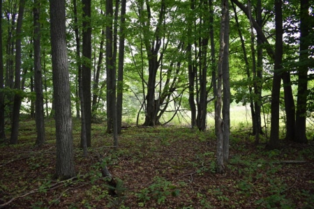 Northern MI Hunting Property for Sale Atlanta MI - image 14