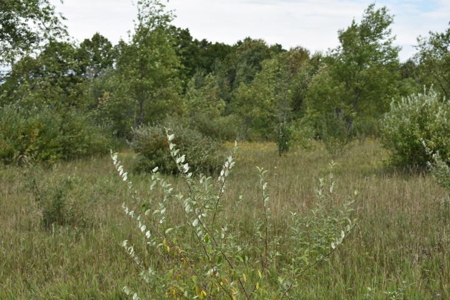 Northern MI Hunting Property for Sale Atlanta MI - image 1