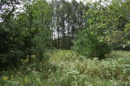Northern MI Hunting Property for Sale Atlanta MI - image 12