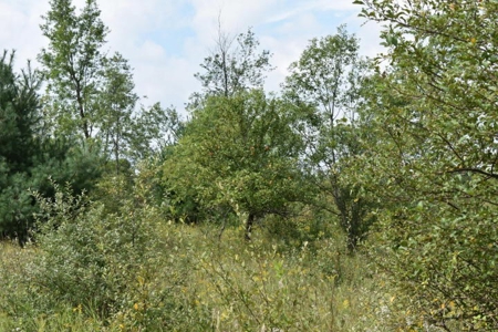 Northern MI Hunting Property for Sale Atlanta MI - image 9