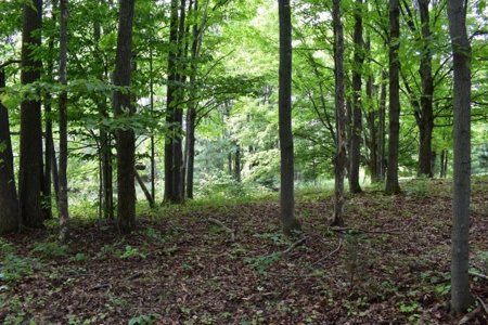Northern MI Hunting Property for Sale Atlanta MI - image 13