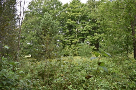 Northern MI Hunting Property for Sale Atlanta MI - image 23