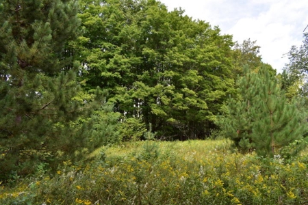 Northern MI Hunting Property for Sale Atlanta MI - image 17