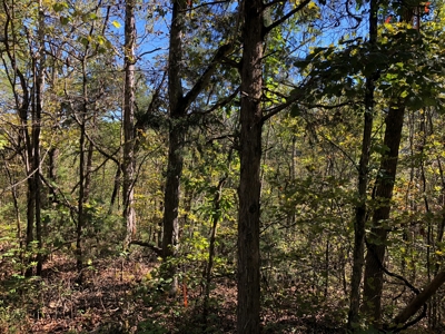 Daniel Boone National Forrest Tract - image 17