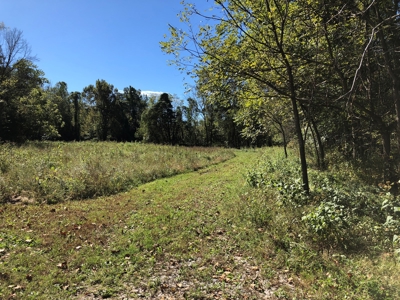 Daniel Boone National Forrest Tract - image 22