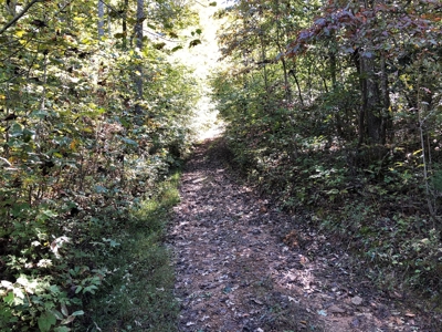 Daniel Boone National Forrest Tract - image 12