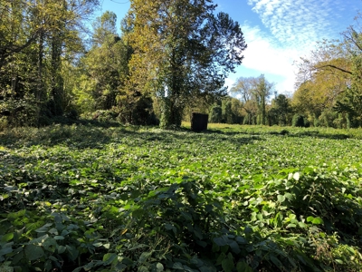 Daniel Boone National Forrest Tract - image 24
