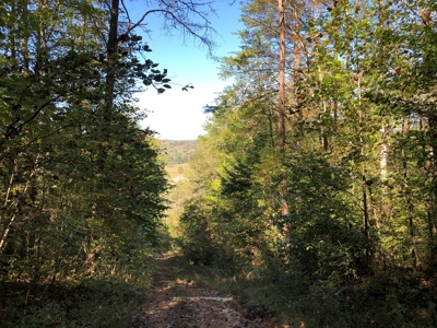 Daniel Boone National Forrest Tract - image 11