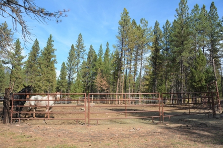 Horse Farm For Sale - image 49
