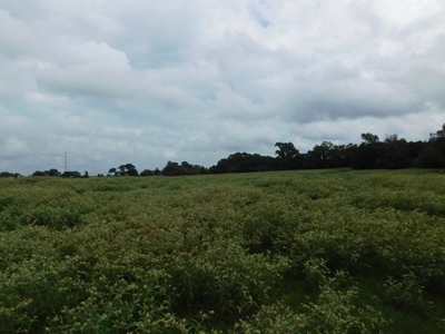 Hunting Property For Sale - Buffalo, TX - Leon County, TX - image 10