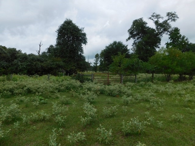 Hunting Property For Sale - Buffalo, TX - Leon County, TX - image 9