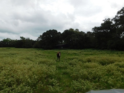 Hunting Property For Sale - Buffalo, TX - Leon County, TX - image 1