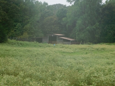 Hunting Property For Sale - Buffalo, TX - Leon County, TX - image 4