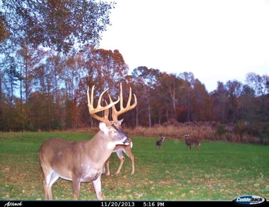 High Fence Hunting Ranch for Sale Wilkinson County MS - image 1