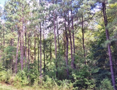 High Fence Hunting Ranch for Sale Wilkinson County MS - image 36