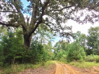 High Fence Hunting Ranch for Sale Wilkinson County MS - image 25