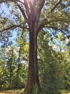 High Fence Hunting Ranch for Sale Wilkinson County MS - image 18