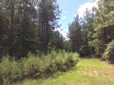 High Fence Hunting Ranch for Sale Wilkinson County MS - image 29
