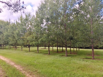High Fence Hunting Ranch for Sale Wilkinson County MS - image 8