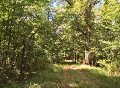 High Fence Hunting Ranch for Sale Wilkinson County MS - image 22