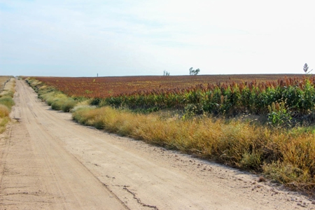 149± Acres of Farmland & Pasture in Trego County, Kansas - image 8