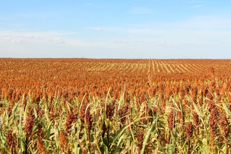 149± Acres of Farmland & Pasture in Trego County, Kansas - image 5