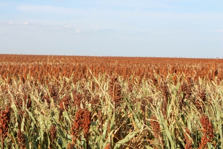 149± Acres of Farmland & Pasture in Trego County, Kansas - image 6