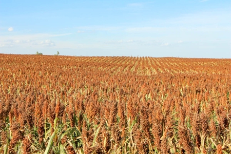 149± Acres of Farmland & Pasture in Trego County, Kansas - image 7