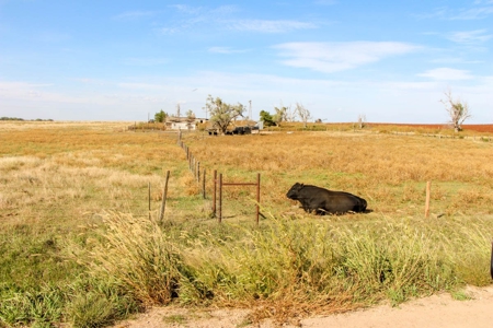 149± Acres of Farmland & Pasture in Trego County, Kansas - image 4