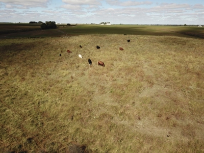 Farm #1 Farm & Mineral Auction in Anthony KS * Harper County - image 15