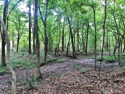 320 Acres South MS Hunting Land for Sale Franklin County, MS - image 3