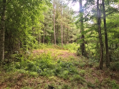 320 Acres South MS Hunting Land for Sale Franklin County, MS - image 8