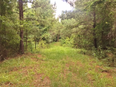 320 Acres South MS Hunting Land for Sale Franklin County, MS - image 14