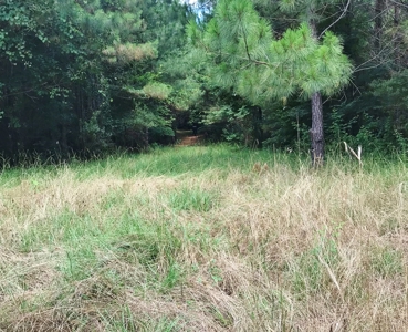 320 Acres South MS Hunting Land for Sale Franklin County, MS - image 17