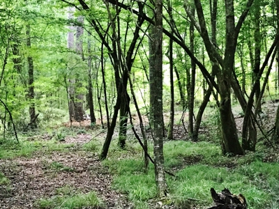 320 Acres South MS Hunting Land for Sale Franklin County, MS - image 11