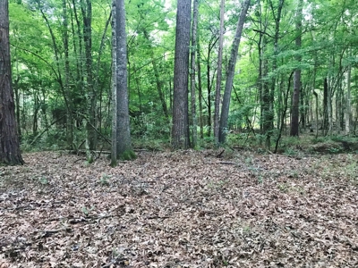 320 Acres South MS Hunting Land for Sale Franklin County, MS - image 4
