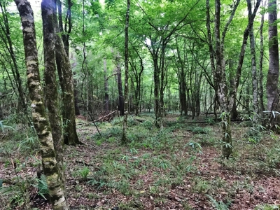 320 Acres South MS Hunting Land for Sale Franklin County, MS - image 5