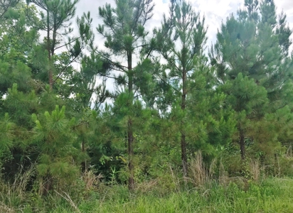 320 Acres South MS Hunting Land for Sale Franklin County, MS - image 13