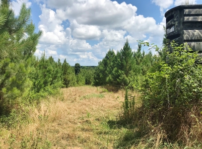 320 Acres South MS Hunting Land for Sale Franklin County, MS - image 1