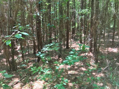320 Acres South MS Hunting Land for Sale Franklin County, MS - image 19