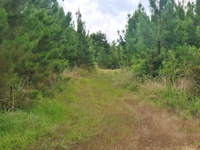 320 Acres South MS Hunting Land for Sale Franklin County, MS - image 12
