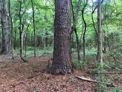 320 Acres South MS Hunting Land for Sale Franklin County, MS - image 9