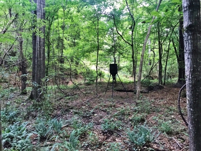 320 Acres South MS Hunting Land for Sale Franklin County, MS - image 6