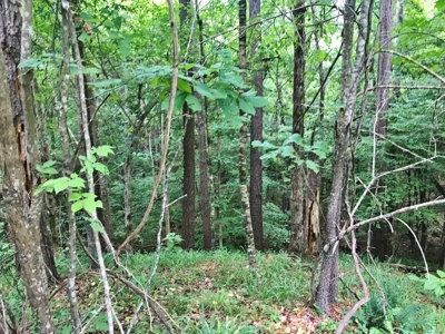 320 Acres South MS Hunting Land for Sale Franklin County, MS - image 16