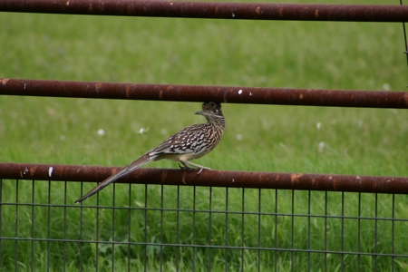 Homes For Sale Homes with Acreage for Sale Wichita Falls - image 25