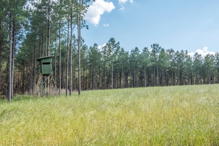 World Class Mississippi Hunting Property SW MS - image 35