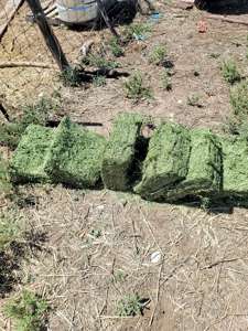 Farm for sale in New Mexico with BLM  Grazing Allotment - image 9