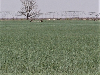 Farm for sale in New Mexico with BLM  Grazing Allotment - image 3