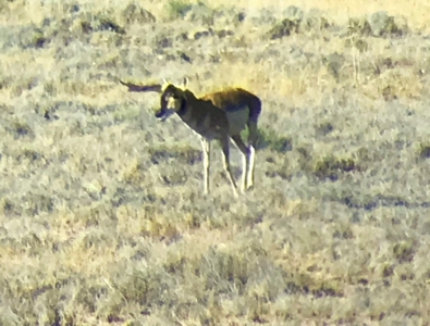 Farm for sale in New Mexico with BLM  Grazing Allotment - image 35